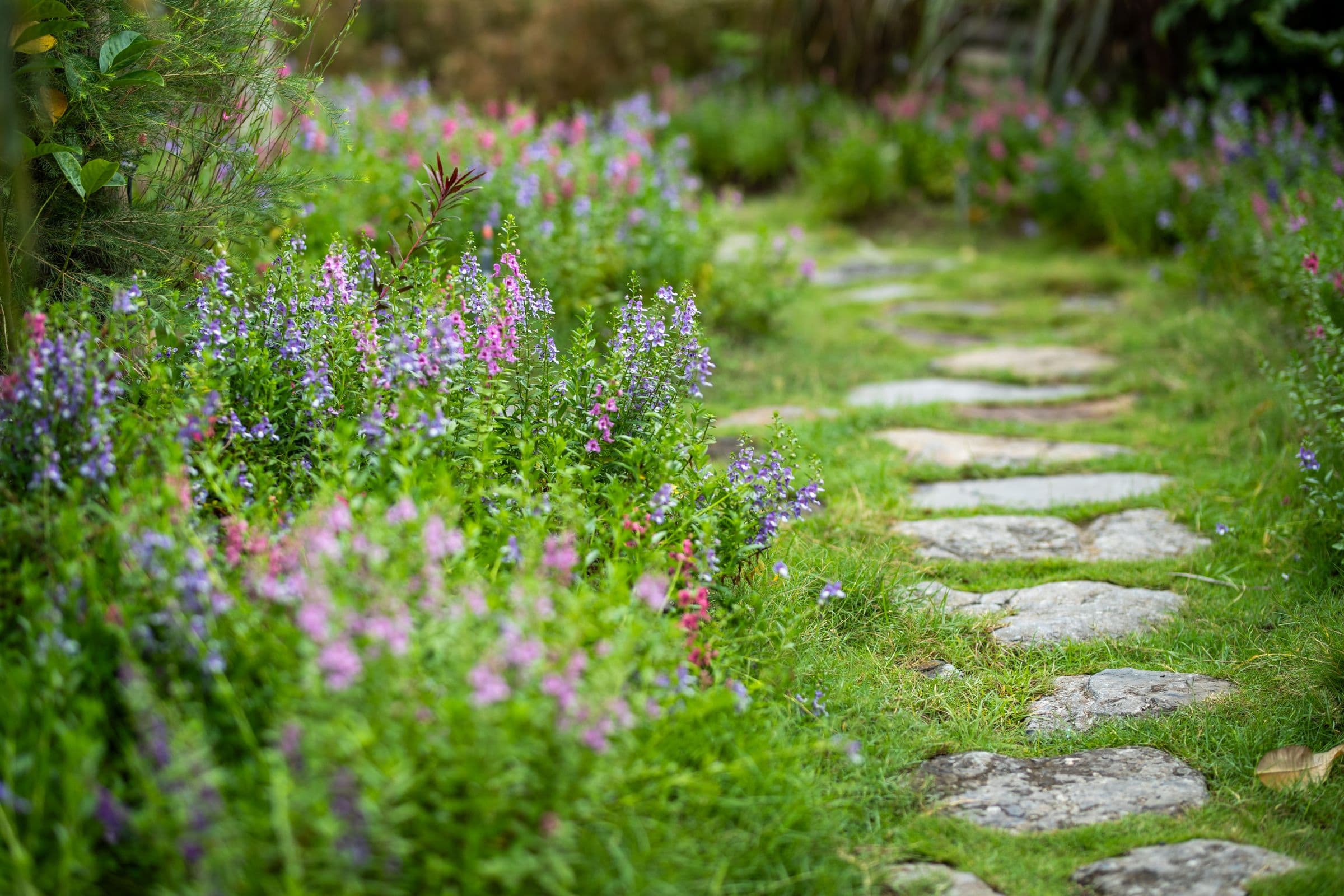 Pas japonais en pierre à travers le gazon, bordés de vivaces en fleurs
