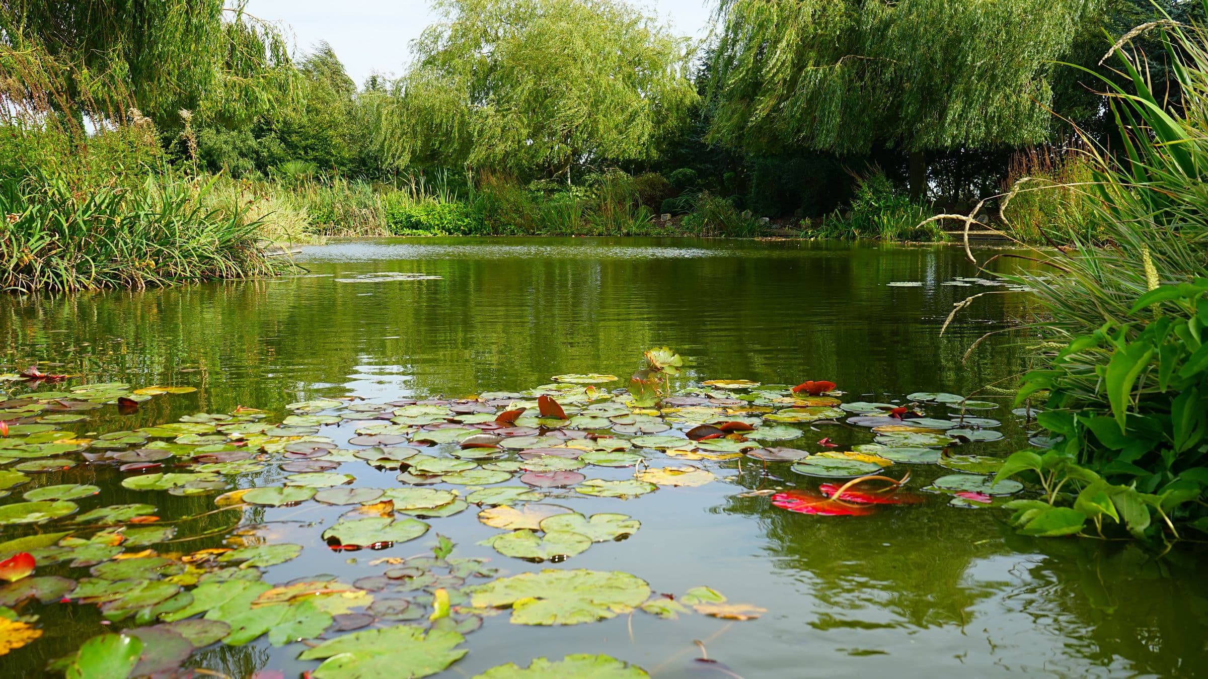 Bassin naturel couvert de nénuphars et bordé de roseaux, à Saint-Légier