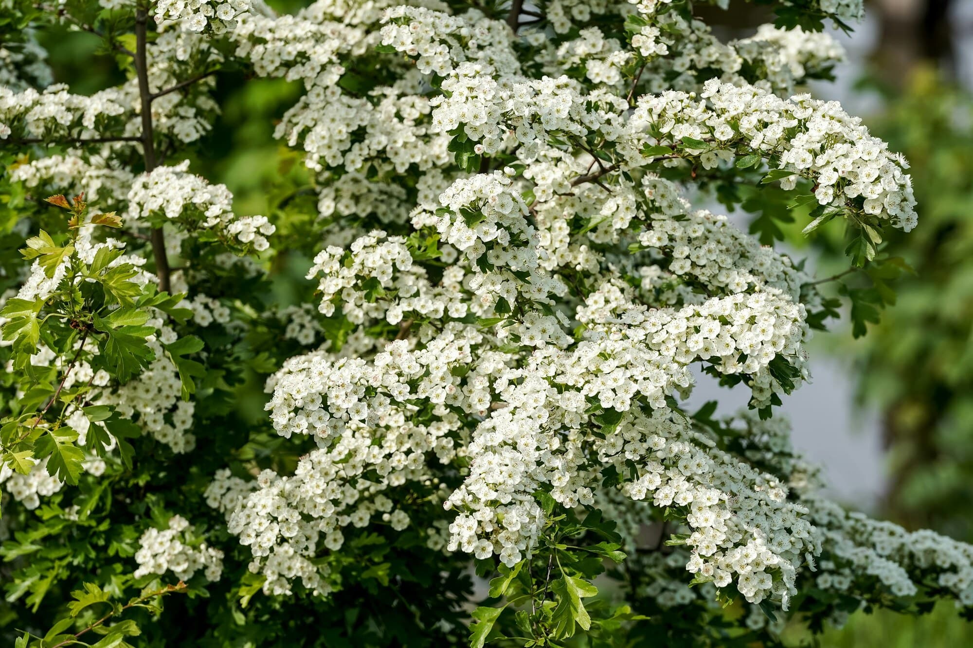 Aubépine en fleurs dans la haie indigène plantée à Puidoux