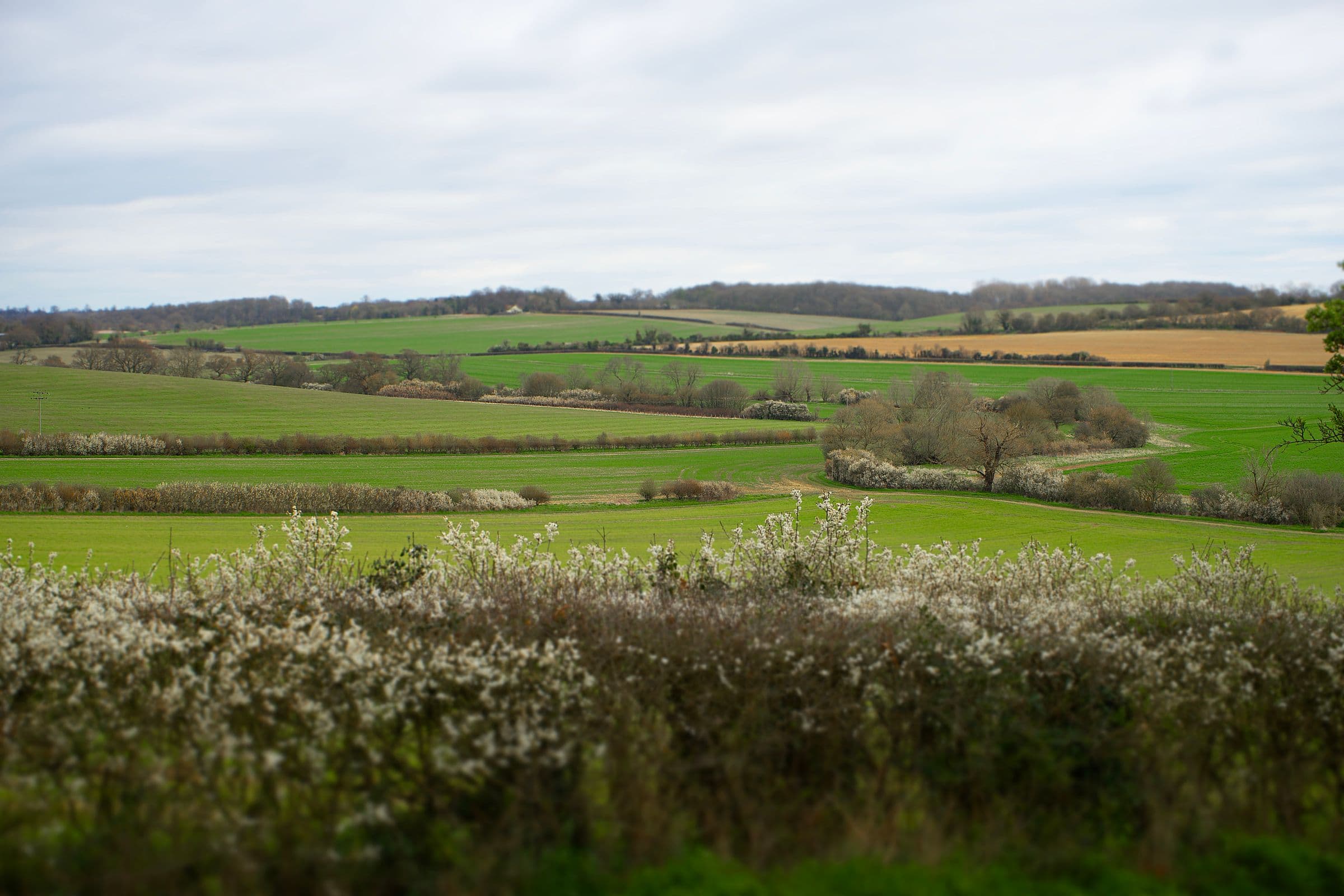 Haie champêtre d’aubépines en fleurs en bordure de prés