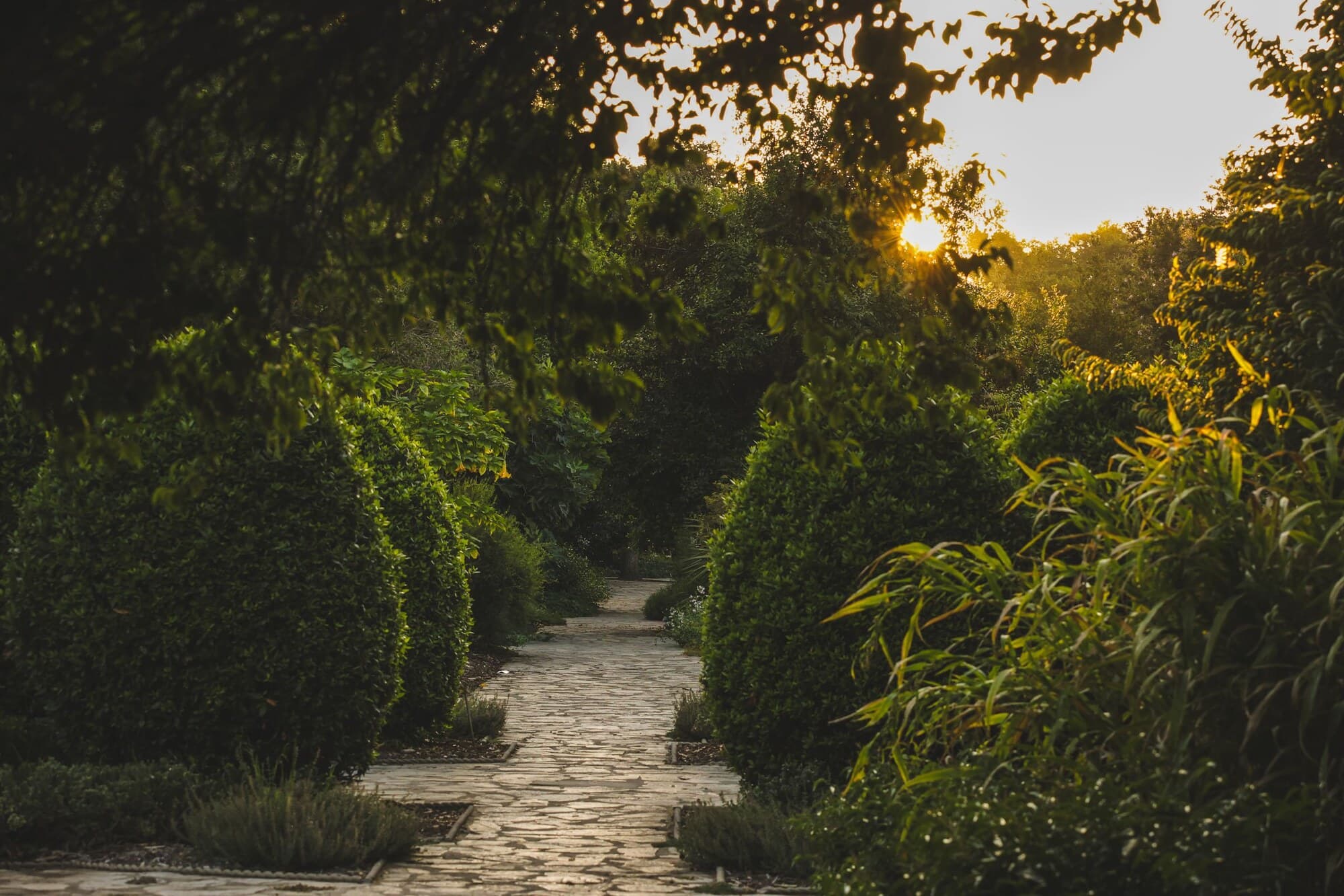 Allée en pierre entre des arbustes taillés au soleil couchant, dans le jardin réaménagé de Corseaux