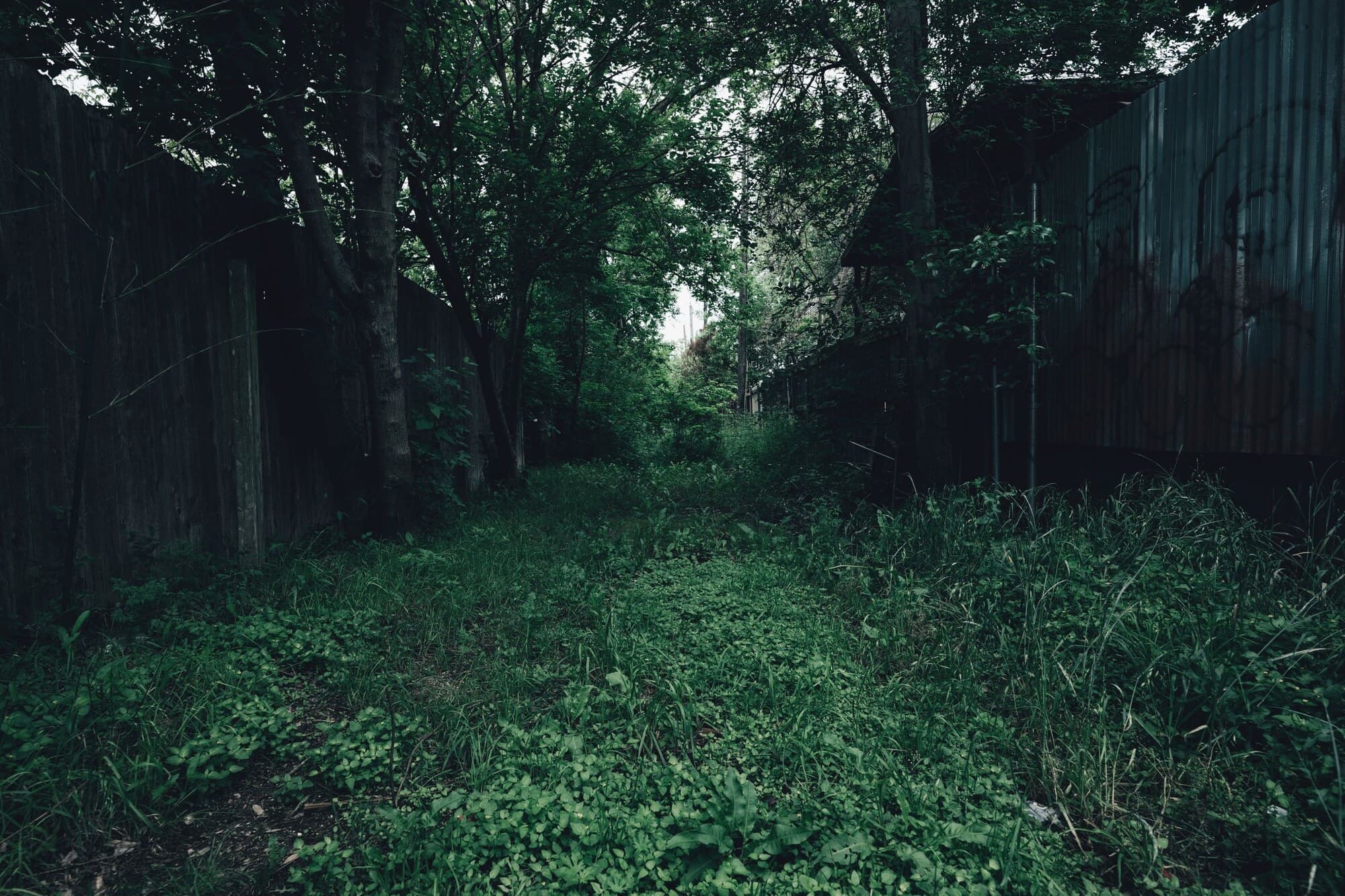 Bande de jardin envahie par les herbes hautes entre deux palissades, avant les travaux