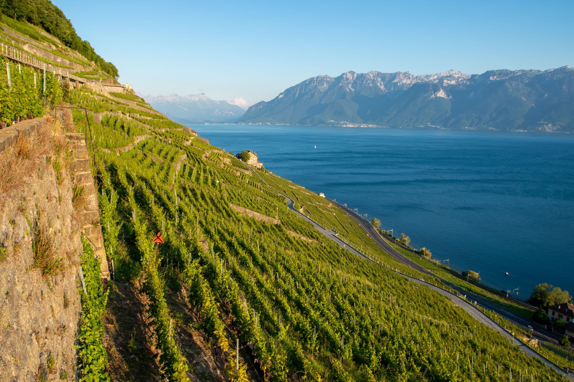 Vignes en terrasses de Lavaux tenues par des murs en pierres sèches, au-dessus du Léman