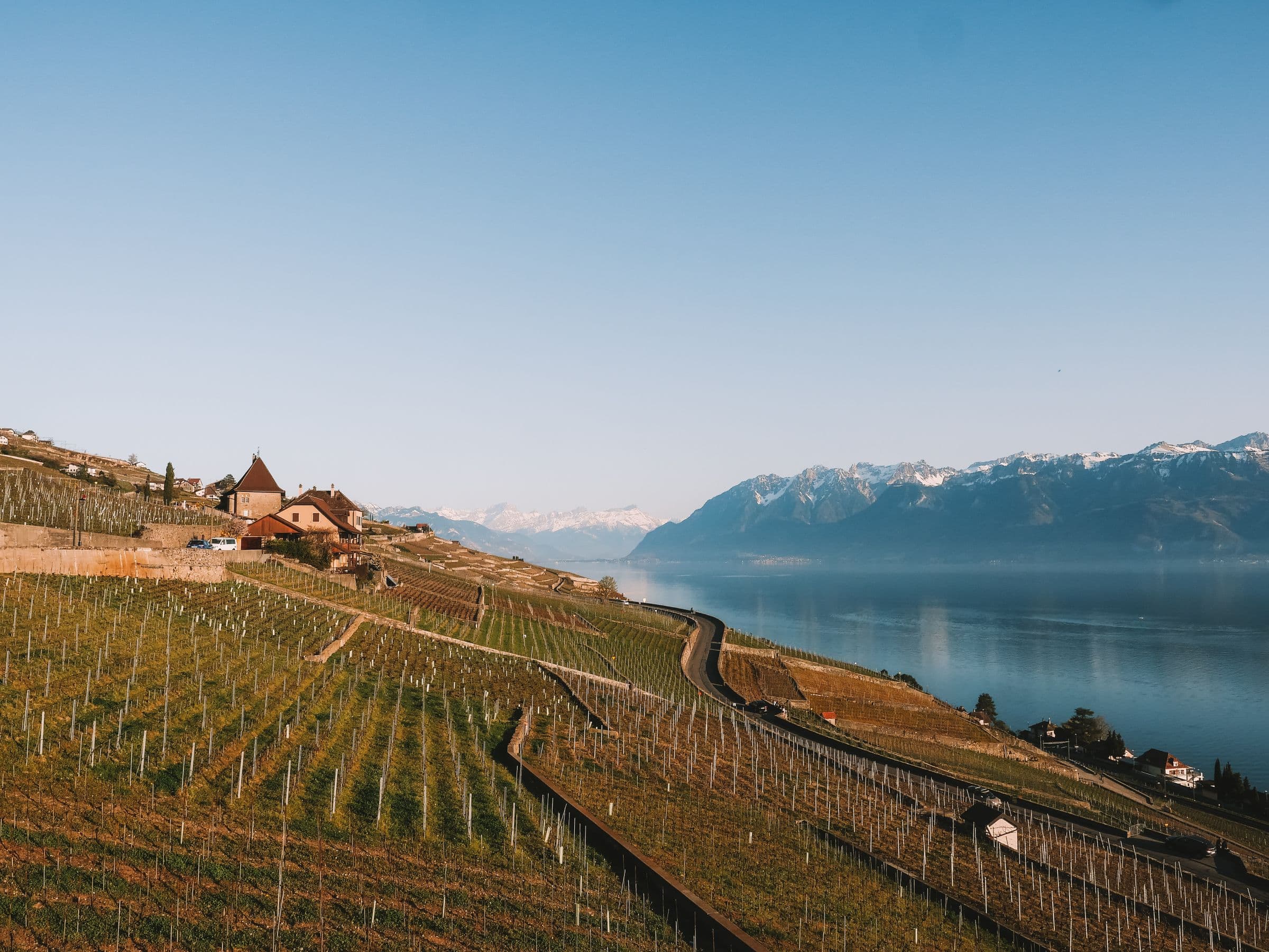 Vignes en terrasses de Lavaux au-dessus du Léman, face aux Alpes, dans la lumière du soir